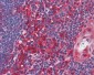 CASP8 / Caspase 8 Antibody (C-Terminus)
